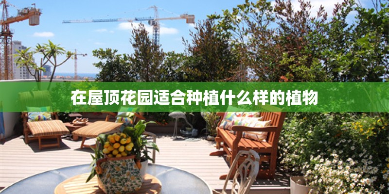 在屋顶花园适合种植什么样的植物 在屋顶花园适合种植什么样的植物