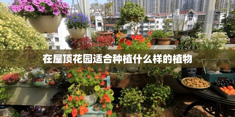 在屋顶花园适合种植什么样的植物 在屋顶花园适合种植什么样的植物