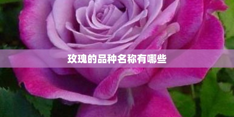 玫瑰的品种名称有哪些
