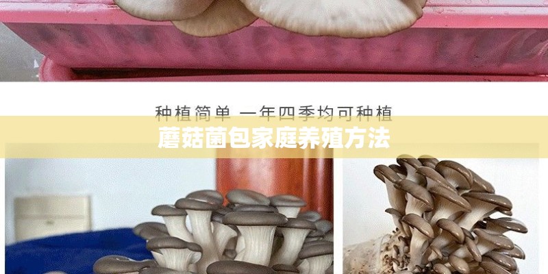 蘑菇菌包家庭养殖方法