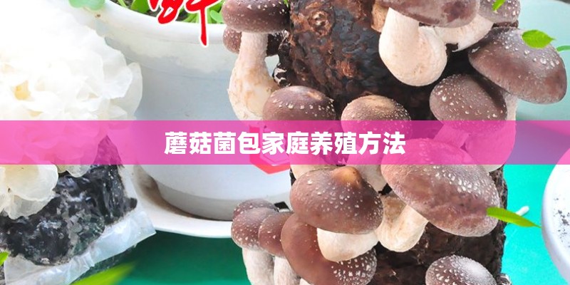 蘑菇菌包家庭养殖方法