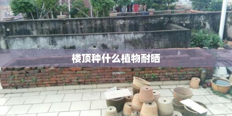 楼顶种什么植物耐晒