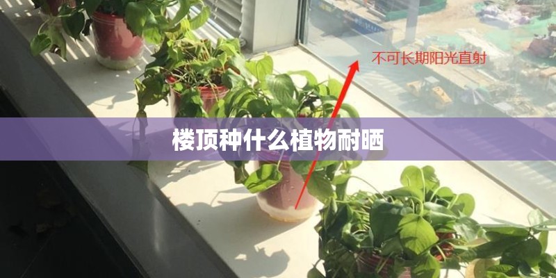 楼顶种什么植物耐晒