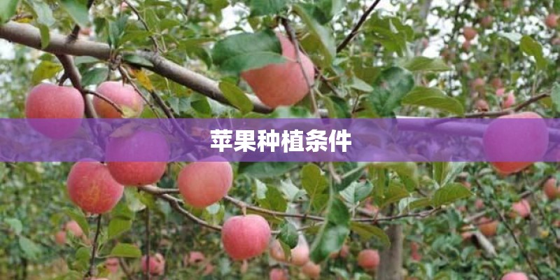 苹果种植条件