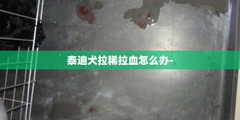泰迪犬拉稀拉血怎么办-