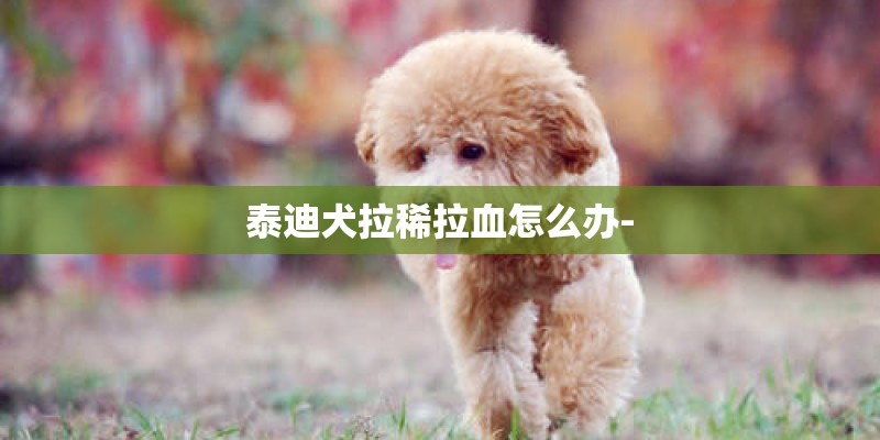 泰迪犬拉稀拉血怎么办-