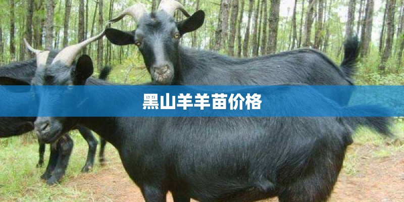 黑山羊羊苗价格