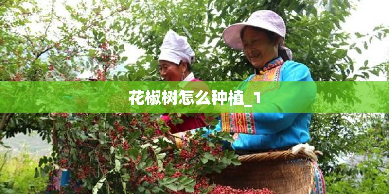 花椒树怎么种植_1