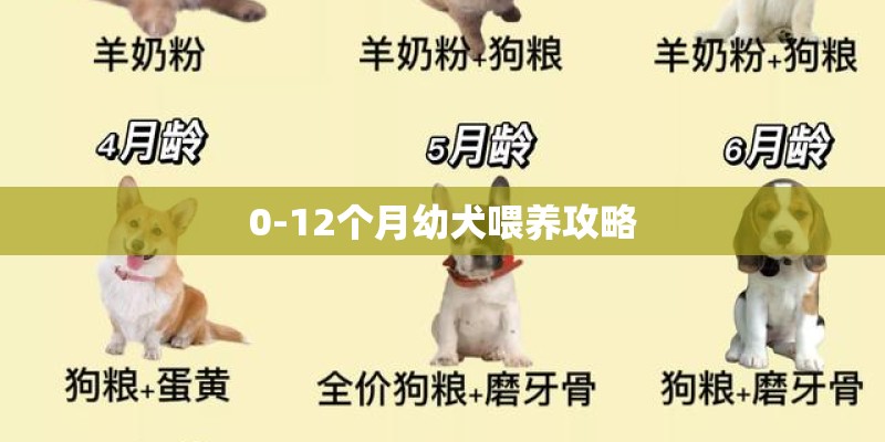 0-12个月幼犬喂养攻略