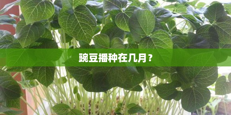 豌豆播种在几月？
