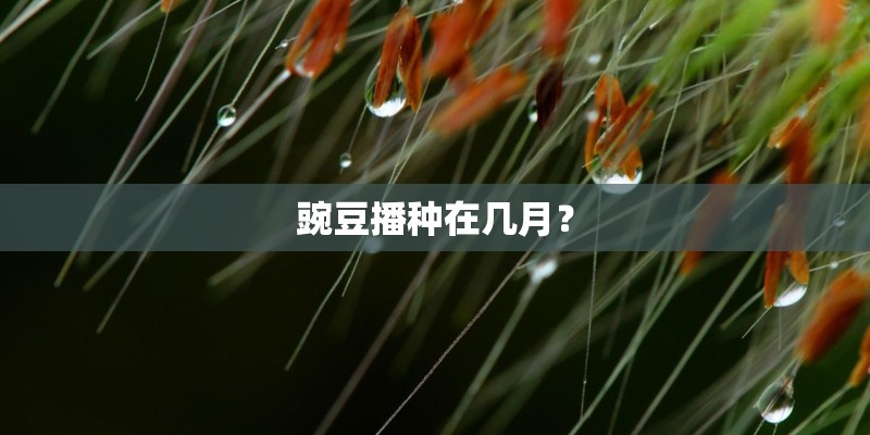 豌豆播种在几月？