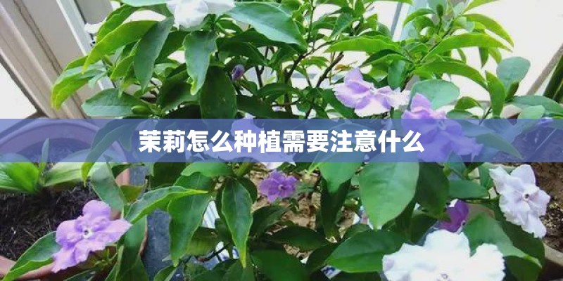 茉莉怎么种植需要注意什么