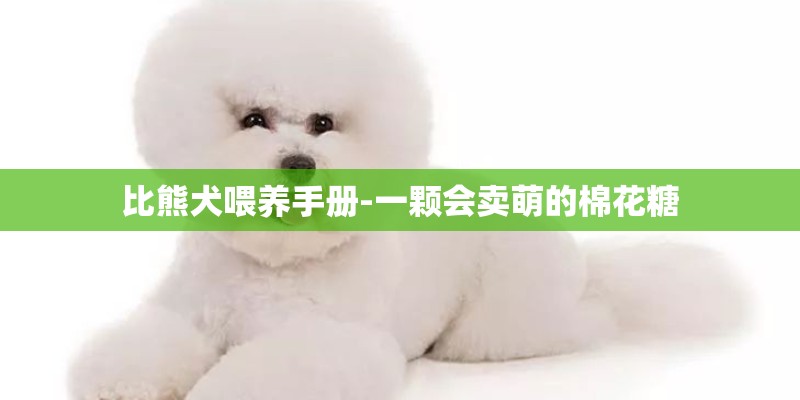 比熊犬喂养手册-一颗会卖萌的棉花糖