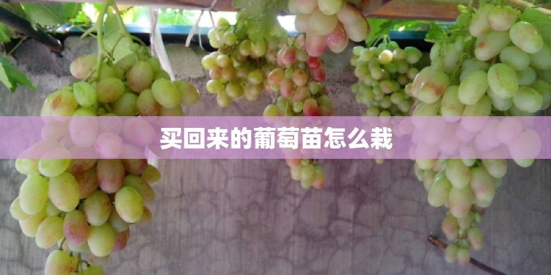 买回来的葡萄苗怎么栽
