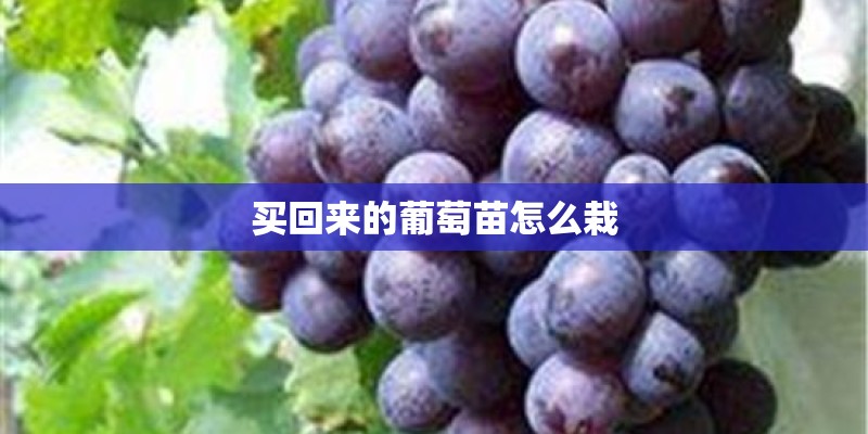 买回来的葡萄苗怎么栽