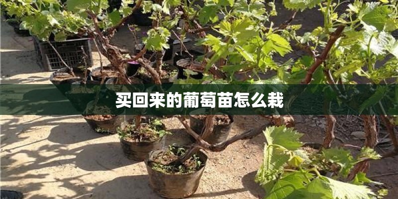 买回来的葡萄苗怎么栽