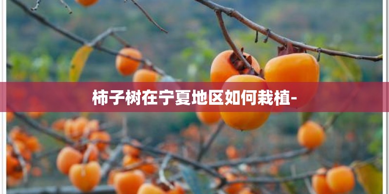 柿子树在宁夏地区如何栽植-