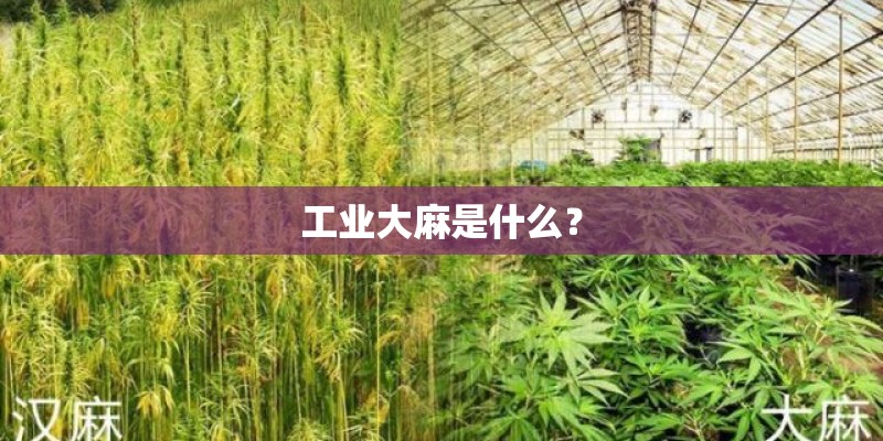 工业大麻是什么？