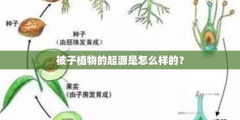 被子植物的起源是怎么样的？