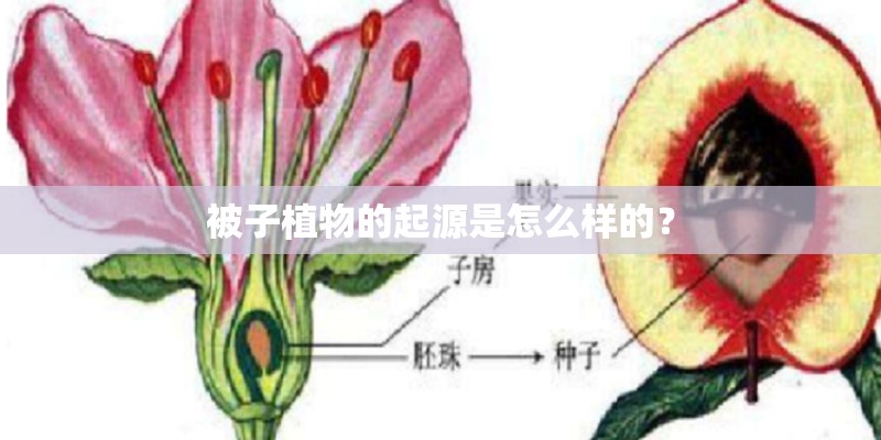 被子植物的起源是怎么样的？