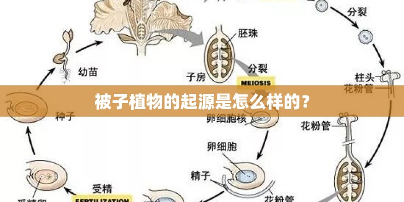 被子植物的起源是怎么样的？