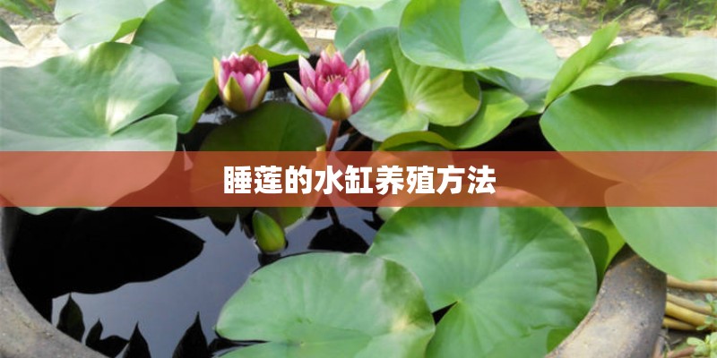 睡莲的水缸养殖方法