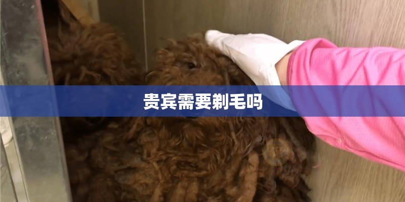 贵宾需要剃毛吗