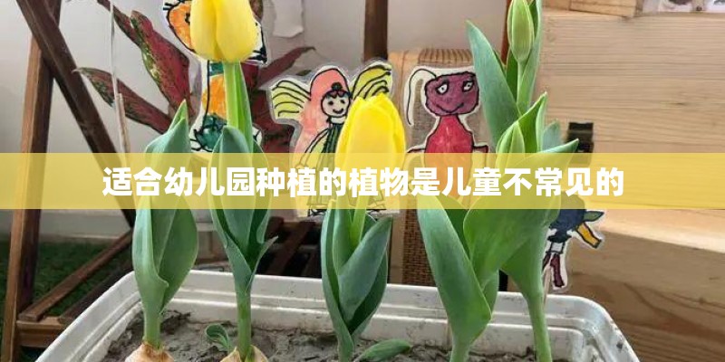 适合幼儿园种植的植物是儿童不常见的