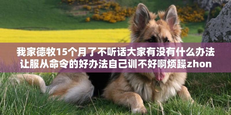 我家德牧15个月了不听话大家有没有什么办法让服从命令的好办法自己训不好啊烦躁zhon