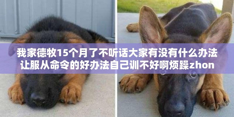 我家德牧15个月了不听话大家有没有什么办法让服从命令的好办法自己训不好啊烦躁zhon