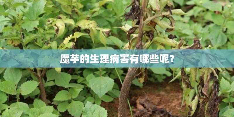 魔芋的生理病害有哪些呢？