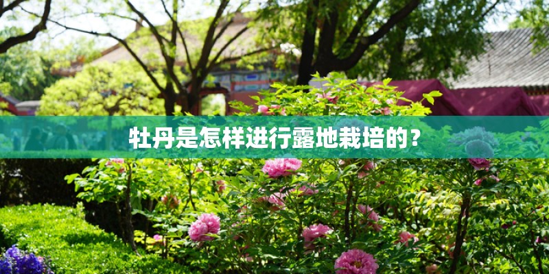 牡丹是怎样进行露地栽培的？