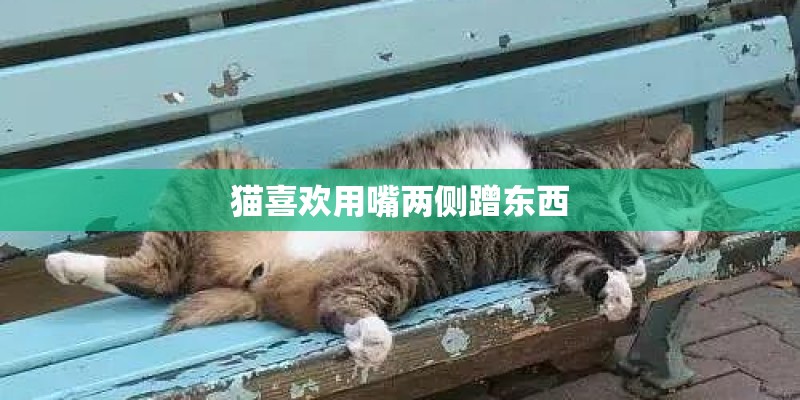 猫喜欢用嘴两侧蹭东西