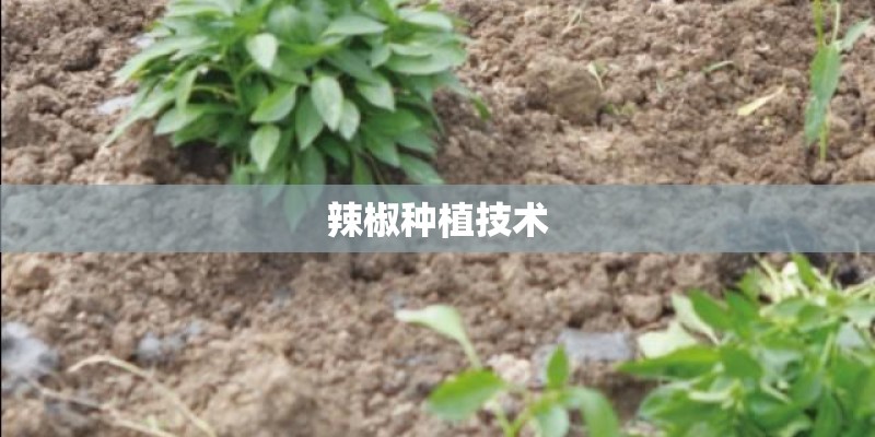 辣椒种植技术