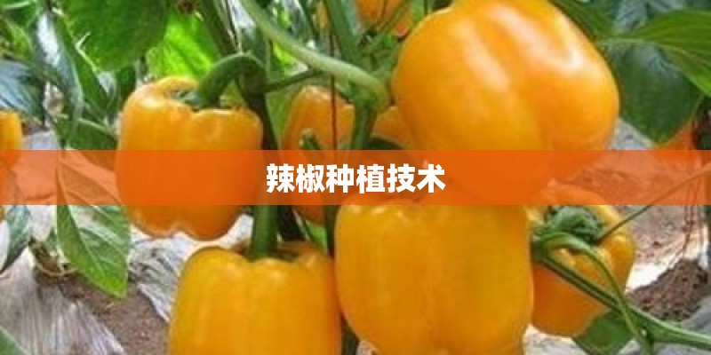 辣椒种植技术