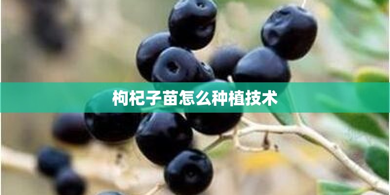 枸杞子苗怎么种植技术
