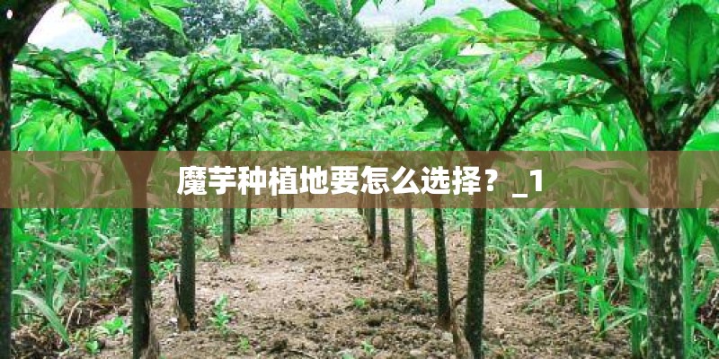 魔芋种植地要怎么选择？_1