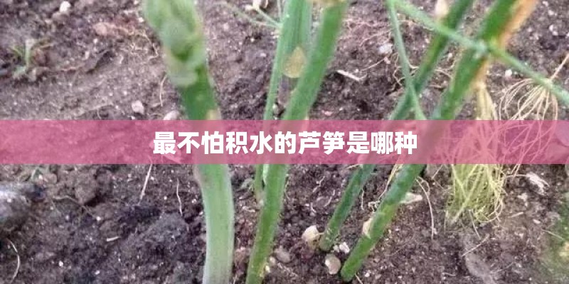 最不怕积水的芦笋是哪种