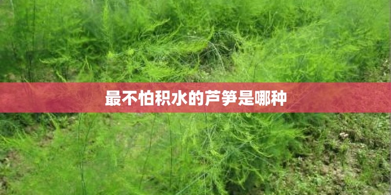 最不怕积水的芦笋是哪种