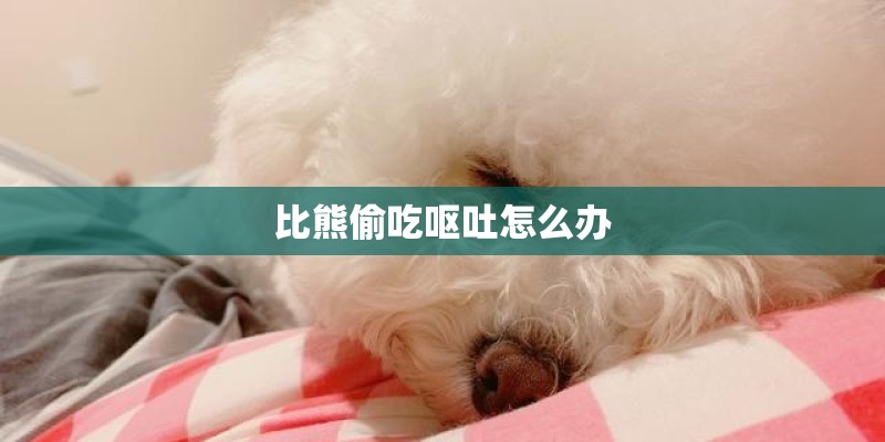 比熊偷吃呕吐怎么办