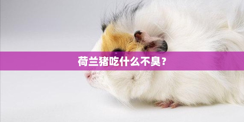 荷兰猪吃什么不臭？