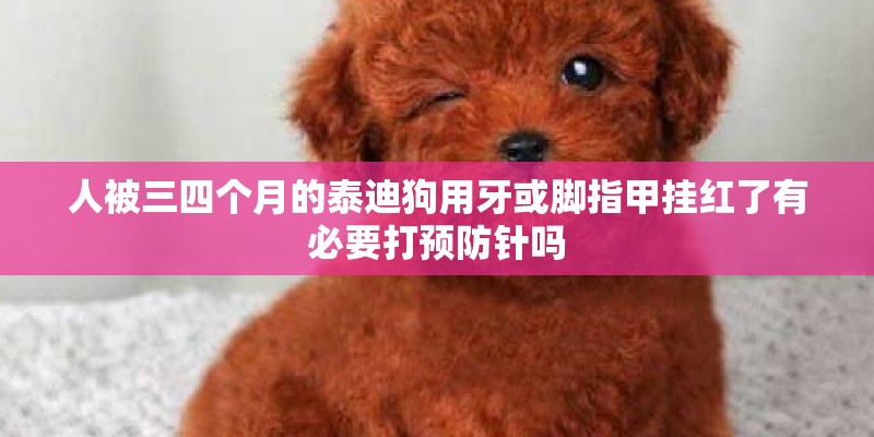 人被三四个月的泰迪狗用牙或脚指甲挂红了有必要打预防针吗