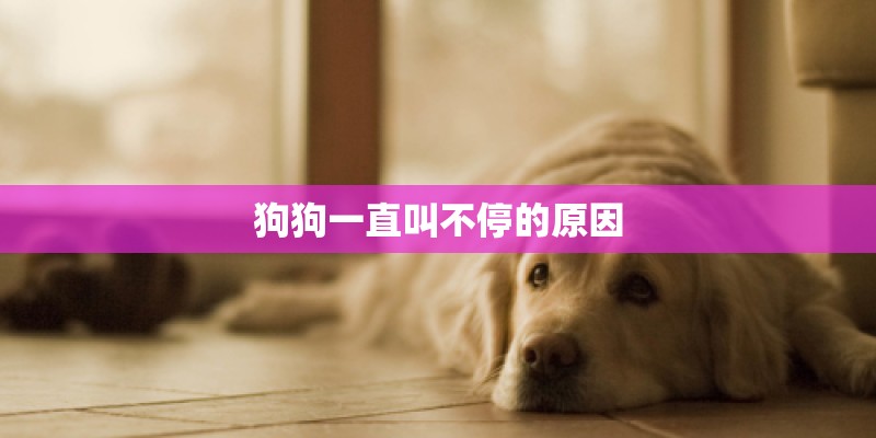 狗狗一直叫不停的原因
