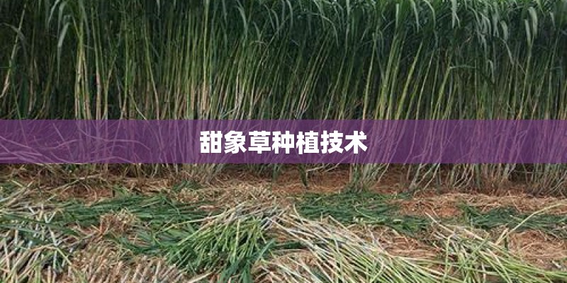 甜象草种植技术