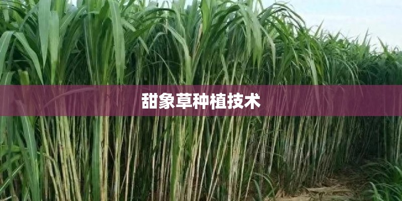 甜象草种植技术