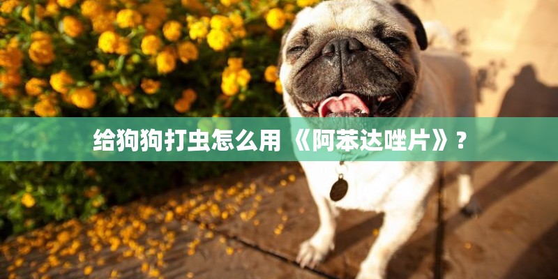 给狗狗打虫怎么用 《阿苯达唑片》？