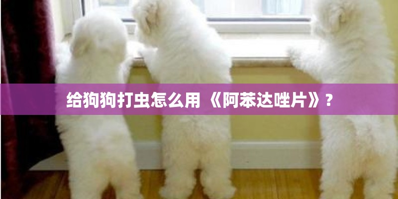 给狗狗打虫怎么用 《阿苯达唑片》？