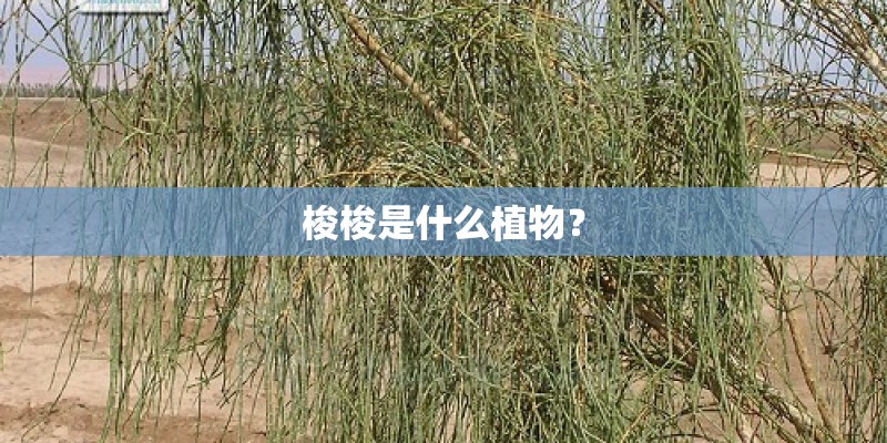 梭梭是什么植物？