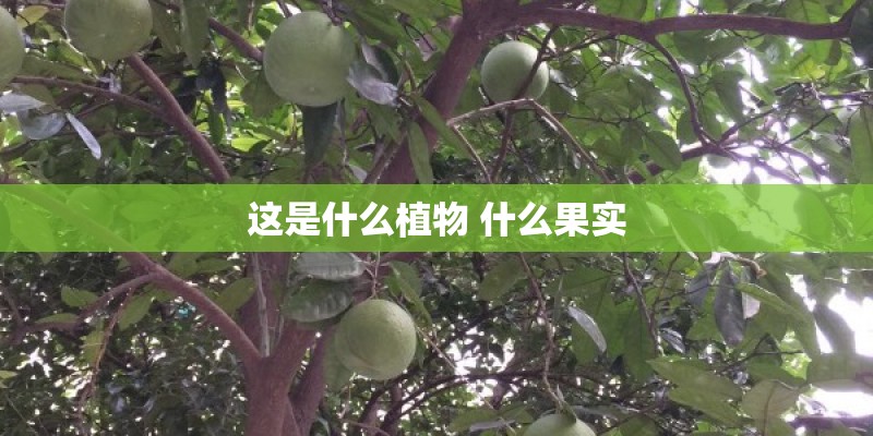 这是什么植物 什么果实