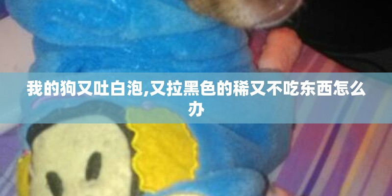 我的狗又吐白泡,又拉黑色的稀又不吃东西怎么办